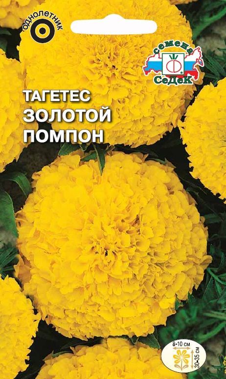 Цветок Тагетес Золотой Помпон