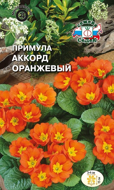 Цветок Примула Аккорд оранжевый