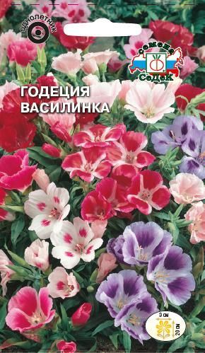 Цветок Годеция Василинка