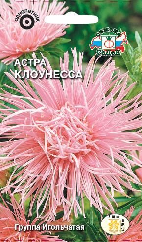Цветок Астра Клоунесса