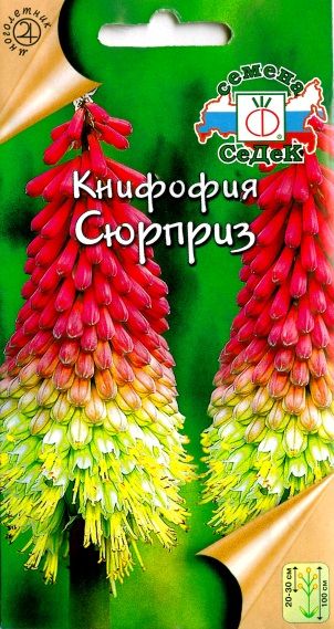 Цветок Книфофия Сюрприз (ягодная)