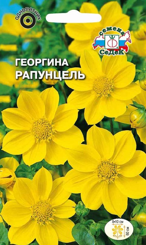 Цветок Георгина Рапунцель