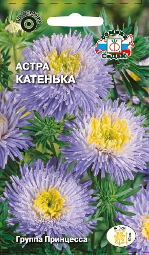 Цветок Астра Катенька