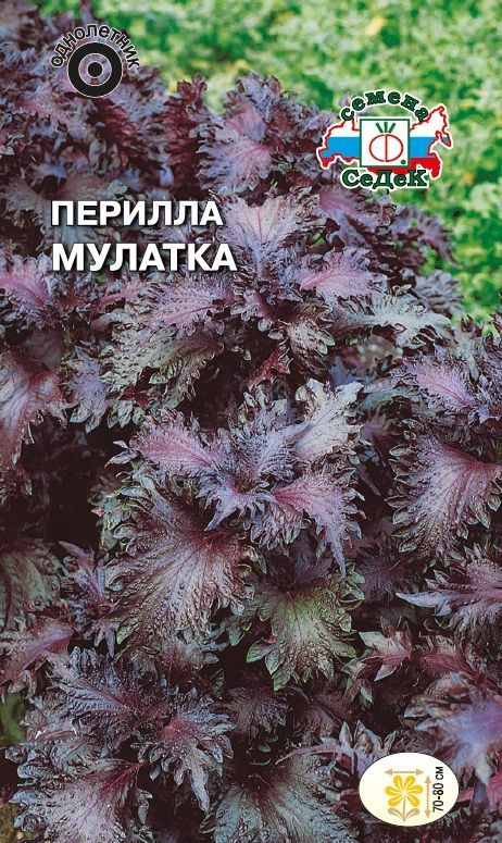 Цветок Перилла Мулатка кустарниковая