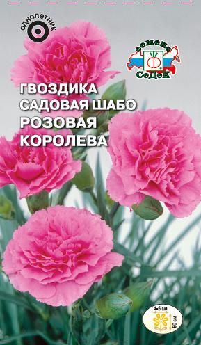 Цветок Гвоздика Розовая королева (садовая шабо)