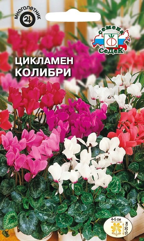 Цветок Цикламен Колибри (персидский, смесь цветов, 20 см)