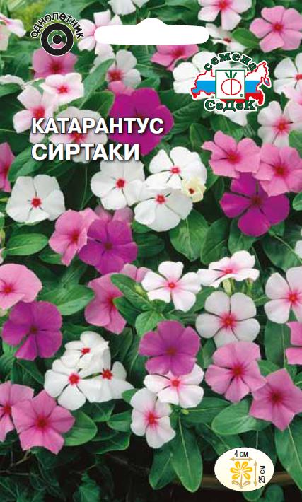 Цветок Катарантус Сиртаки