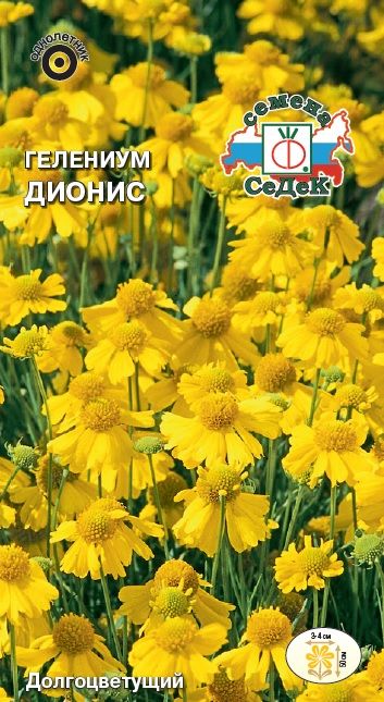 Цветок Гелениум Дионис амарум (долгоцветущая смесь)