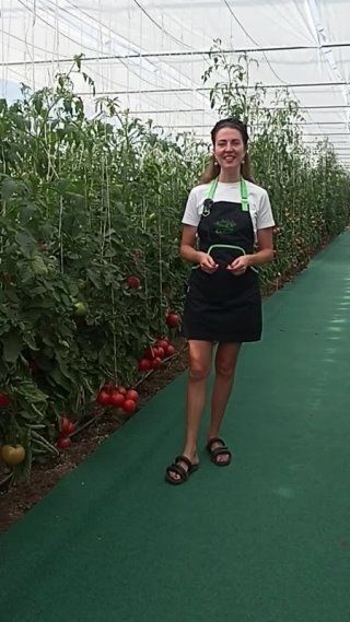 Это просто счастье для огородника, а не какой-то там помидор!