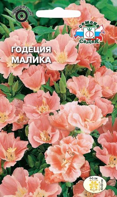 Цветок Годеция Малика
