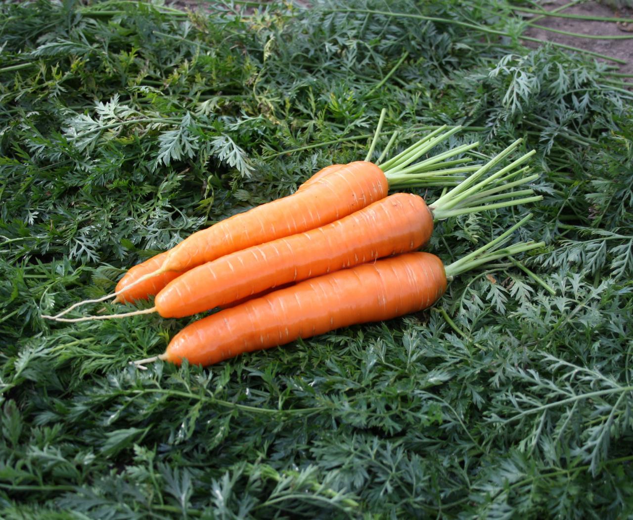 Морковь Натургор (Satimex, 500 г)