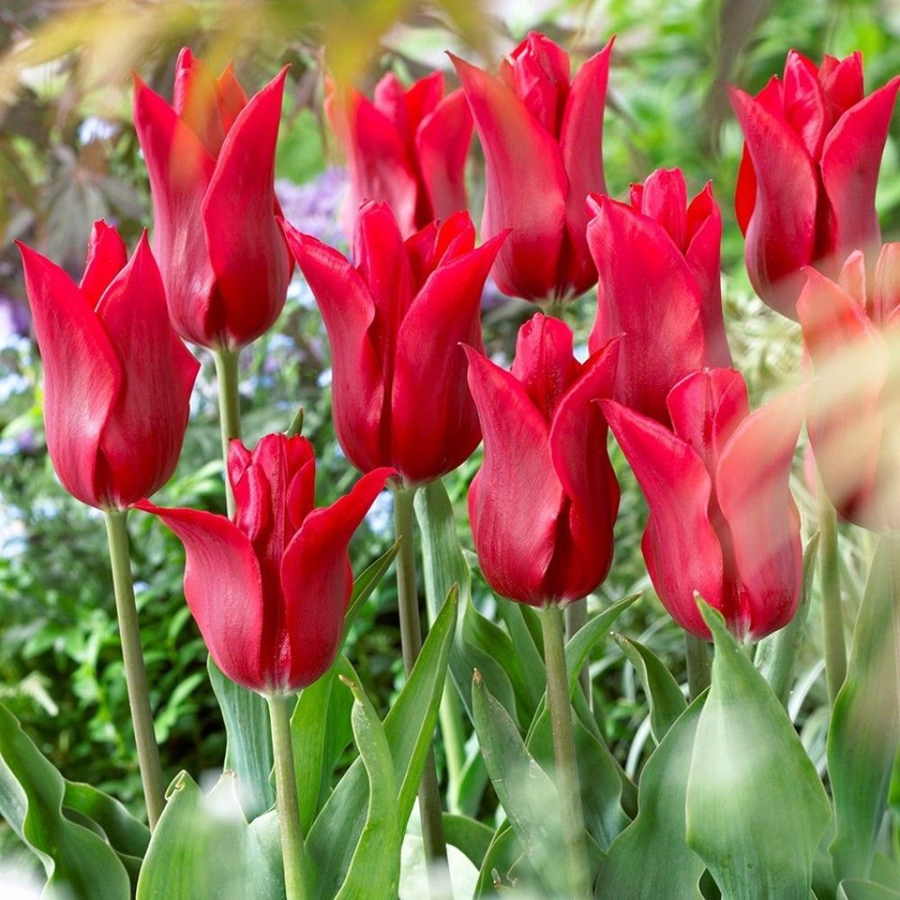 Тюльпан лилиевидный Красное сияние  7 шт/уп
