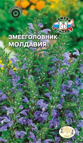 Цветок Змееголовник Молдавия