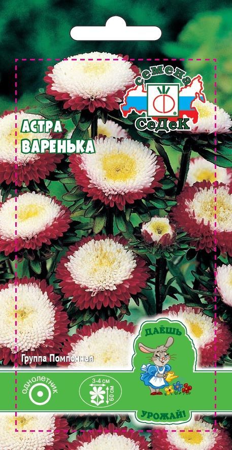 Цветок Астра Варенька (ДУ)