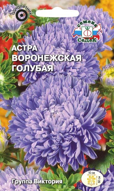 Цветок Астра Воронежская голубая