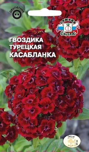 Цветок Гвоздика Касабланка турецкая