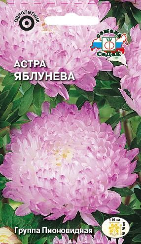 Цветок Астра Яблунева