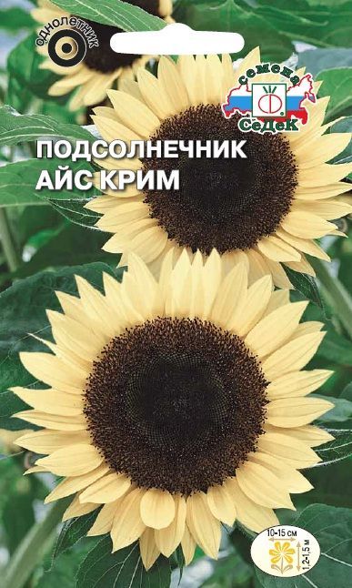 Цветок Подсолнечник Айс Крим (увечный, кремовый)