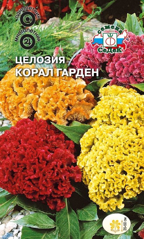 Цветок Целозия Корал Гарден
