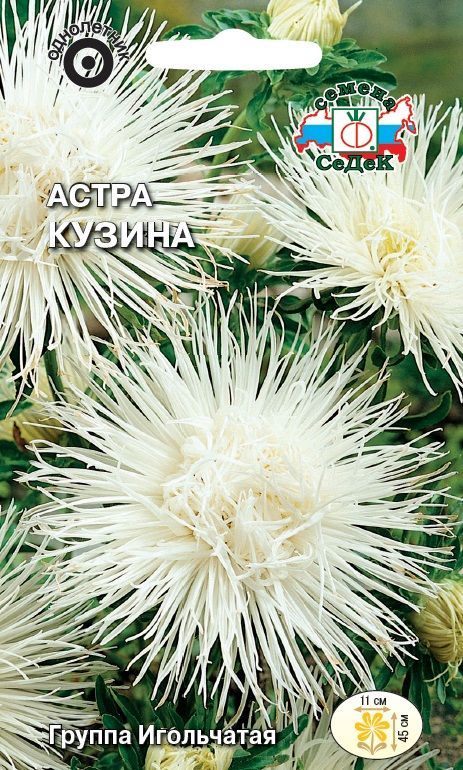 Цветок Астра Кузина