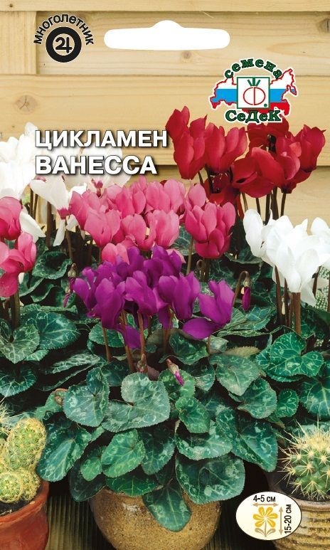 Цветок Цикламен Ванесса (персидский, смесь цветов, 20 см)