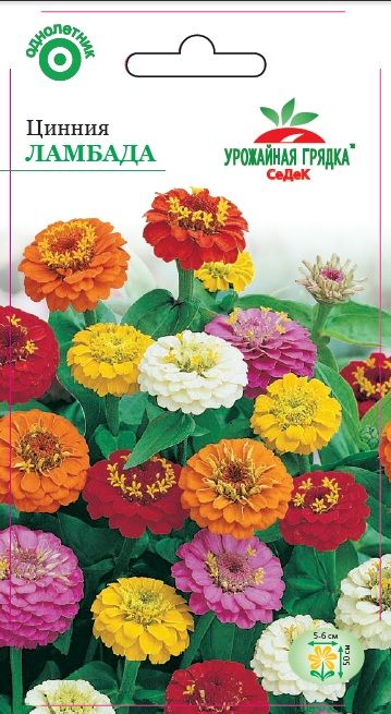 Цветок Цинния Ламбада (георгиновидная, полукарликовая, смесь цветов) (УГ)
