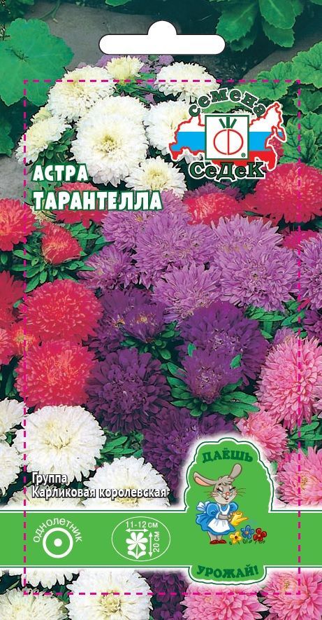 Цветок Астра Тарантелла (ДУ)