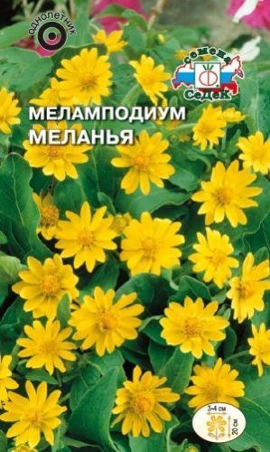 Цветок Меламподиум Меланья