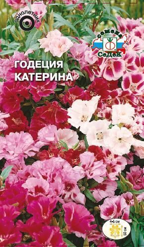 Цветок Годеция Катерина (смесь)