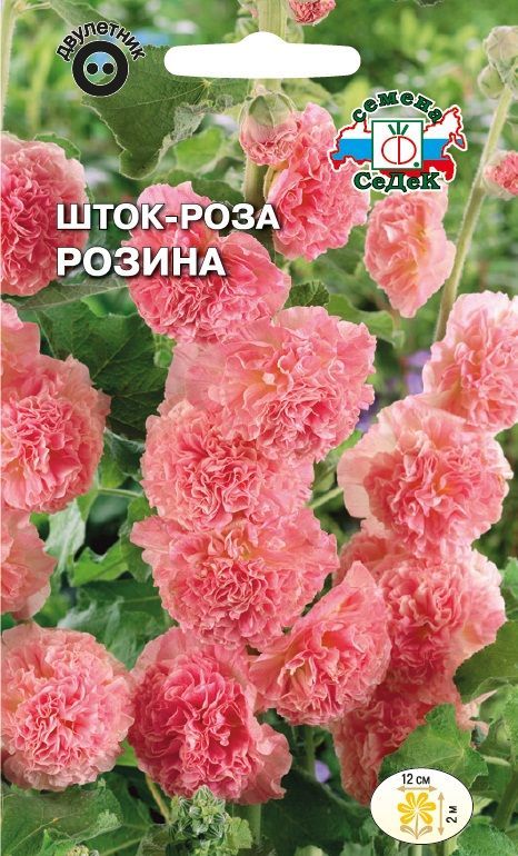 Цветок Шток-роза Розина