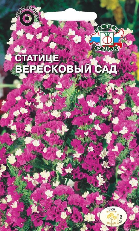 Цветок Статице Вересковый Сад