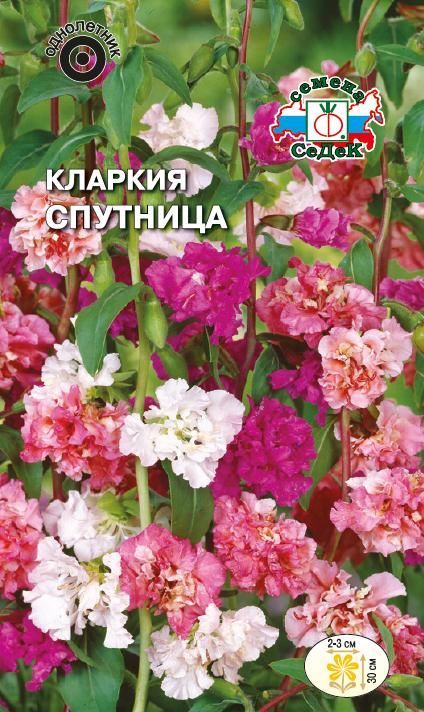 Цветок Кларкия Спутница (смесь)