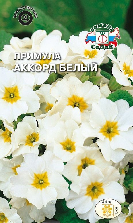 Цветок Примула Аккорд белый