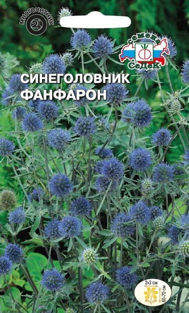 Цветок Синеголовник Фанфарон синий  (эрингиум)