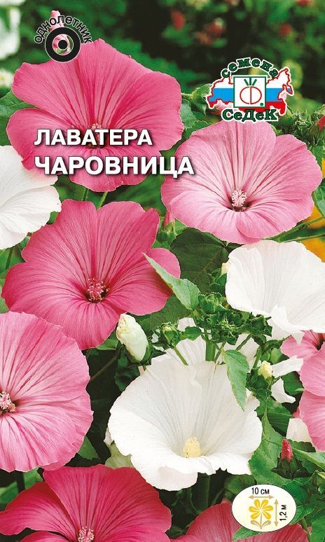 Цветок Лаватера Чаровница (смесь)
