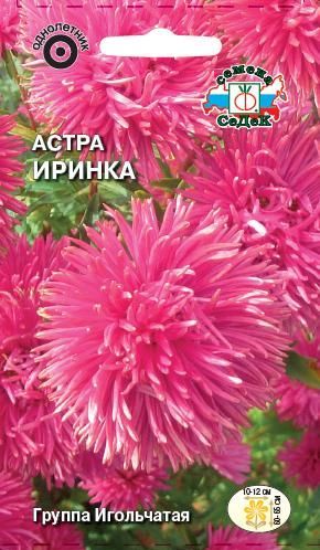Цветок Астра Иринка