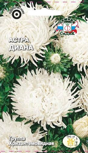Цветок Астра Диана