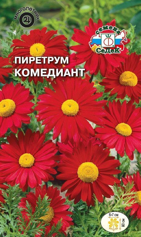 Цветок Пиретрум Комедиант гигант Робинсона (красный)