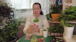 Универсальные острые перчики для любых вариантов применения в ландшафте