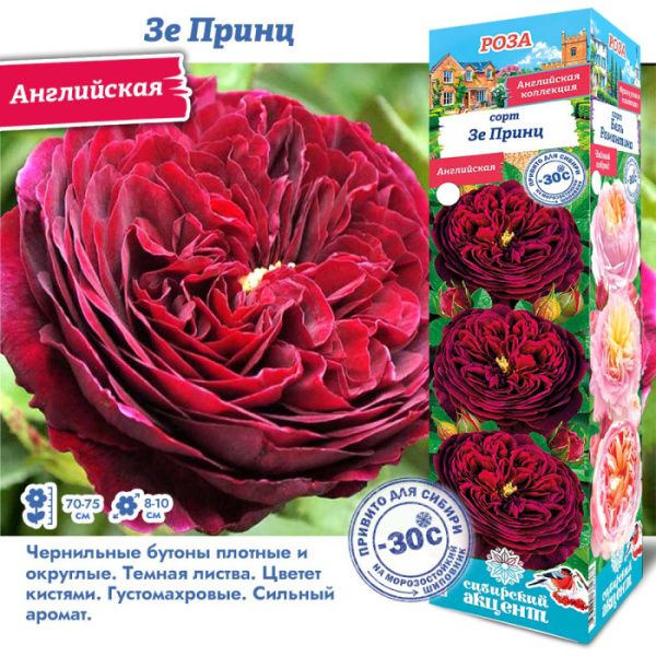 Роза Зе Принц