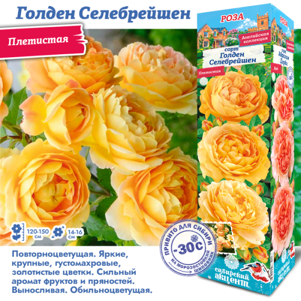 Роза Голден Селебрейшен