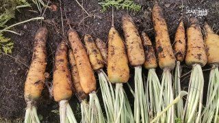 Морковь Янтарный плов. Для плова и не только!