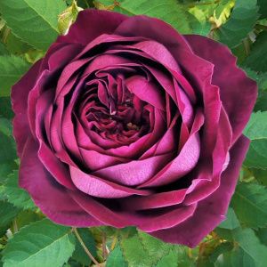 Роза Роял Палас