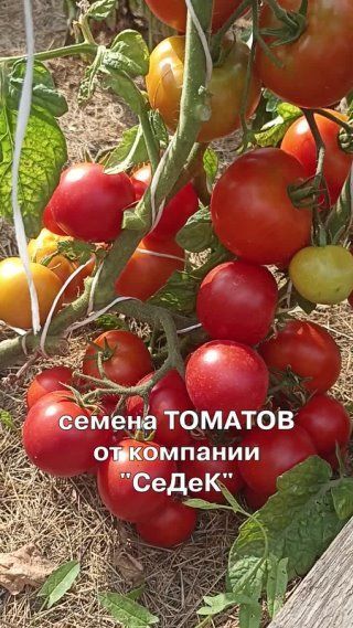Много полезной информации о сортах и гибридах томатов!