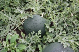 арбуз Шуга Бэйби  100г