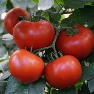 томат Барин F1 5 г