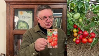 Почему томаты Непас пользуются популярностью? Мнение Андрея Туманова.