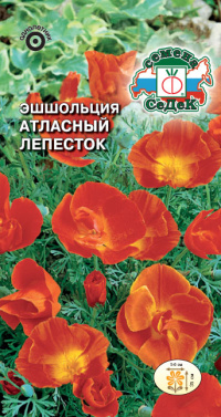 Цветок Эшшольция Атласный Лепесток