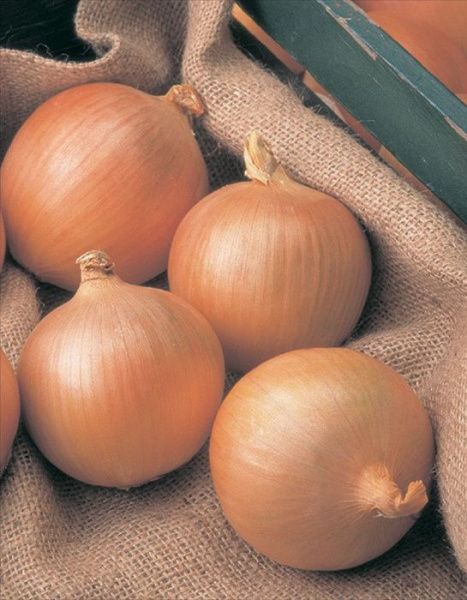 лук Сенатор  100 г