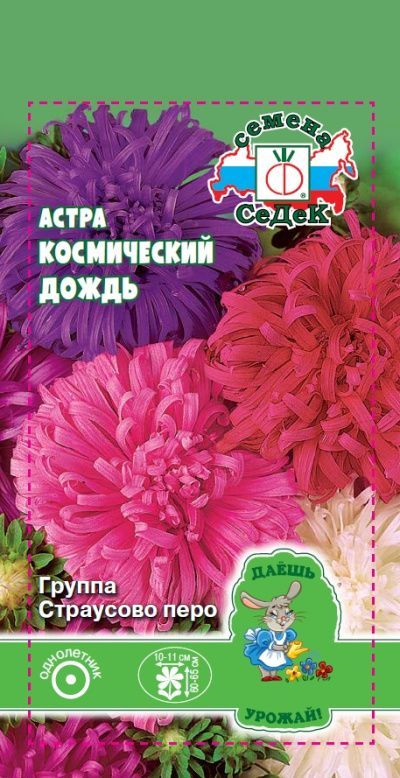 цветок Астра Космический дождь (страусово перо, смесь) ДУ